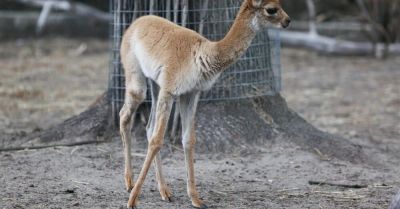 W stołecznym ogrodzie zoologicznym urodziła się wikunia, symbol Peru
